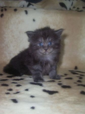 Undercover-Coon´s Curly-Sue Bild 21