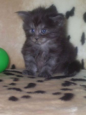 Undercover-Coon´s Curly-Sue Bild 23