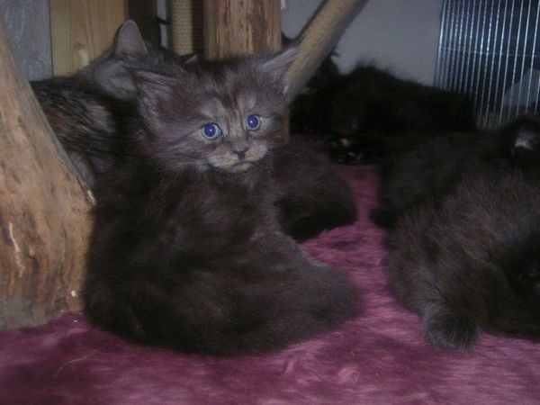 Undercover-Coon´s Curly-Sue Bild 27