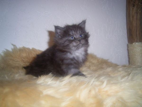 Undercover-Coon´s Curly-Sue Bild 29