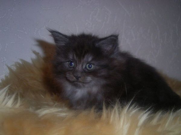 Undercover-Coon´s Curly-Sue Bild 31