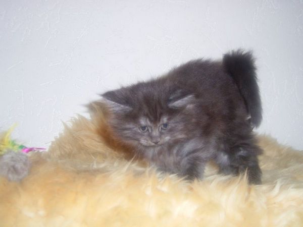 Undercover-Coon´s Curly-Sue Bild 33