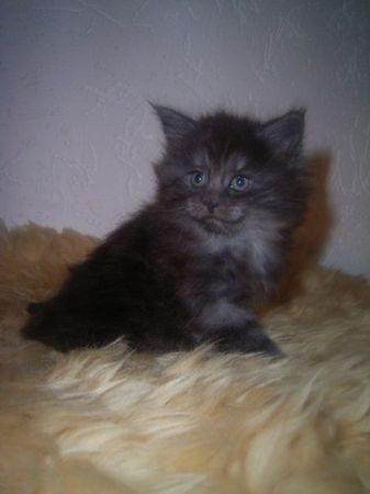 Undercover-Coon´s Curly-Sue Bild 34