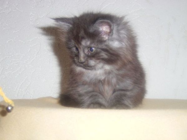 Undercover-Coon´s Curly-Sue Bild 36