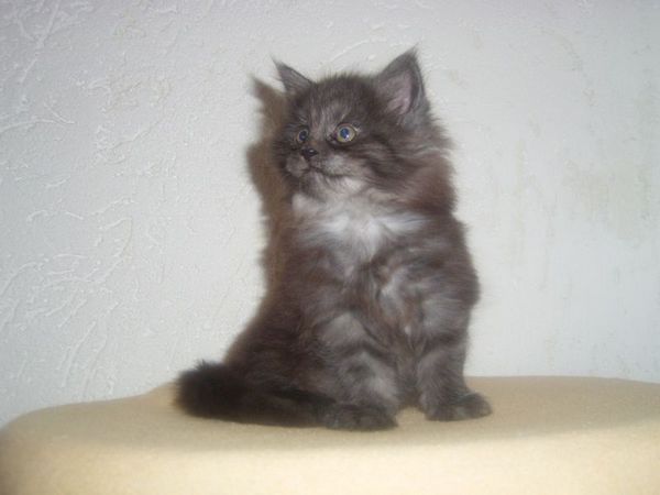 Undercover-Coon´s Curly-Sue Bild 38