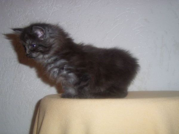 Undercover-Coon´s Curly-Sue Bild 40