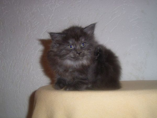 Undercover-Coon´s Curly-Sue Bild 41