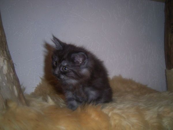 Undercover-Coon´s Curly-Sue Bild 48