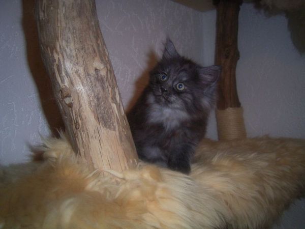 Undercover-Coon´s Curly-Sue Bild 49
