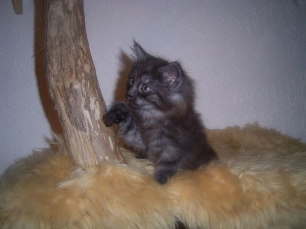 Undercover-Coon´s Curly-Sue Bild 50