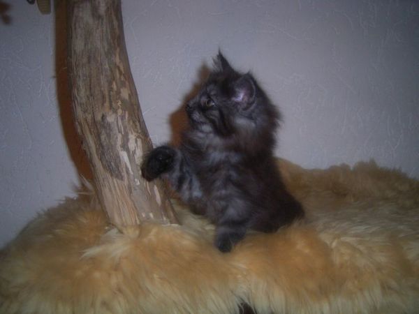 Undercover-Coon´s Curly-Sue Bild 51