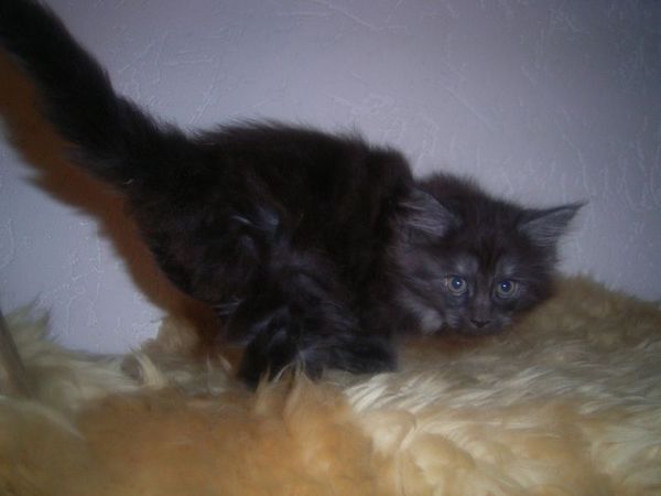 Undercover-Coon´s Curly-Sue Bild 52
