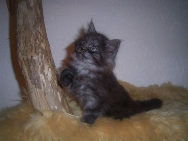 Undercover-Coon´s Curly-Sue Bild 54