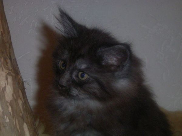 Undercover-Coon´s Curly-Sue Bild 55