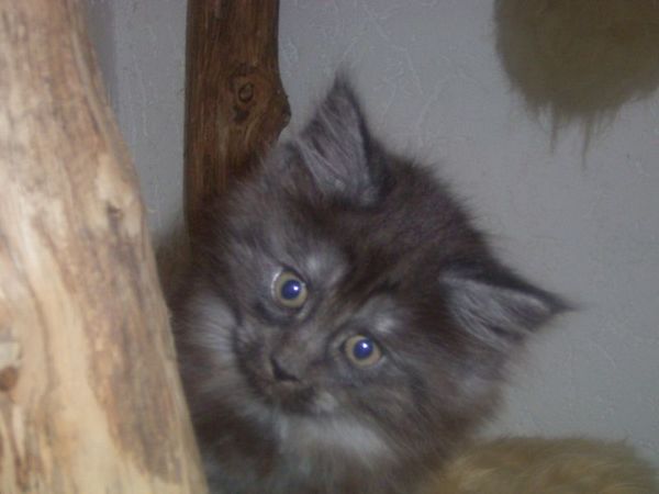 Undercover-Coon´s Curly-Sue Bild 56