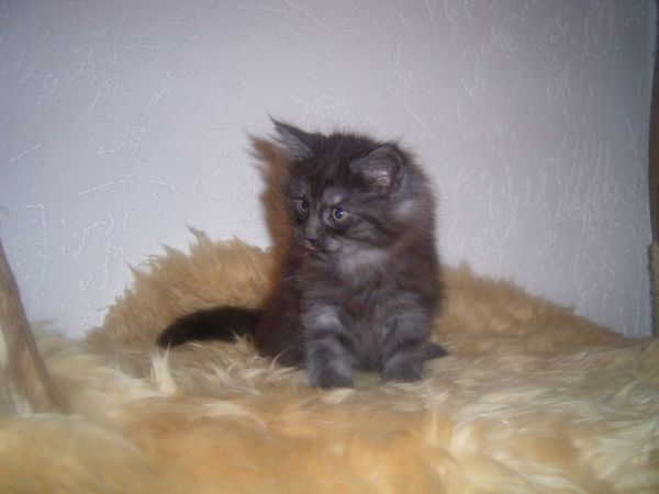 Undercover-Coon´s Curly-Sue Bild 57