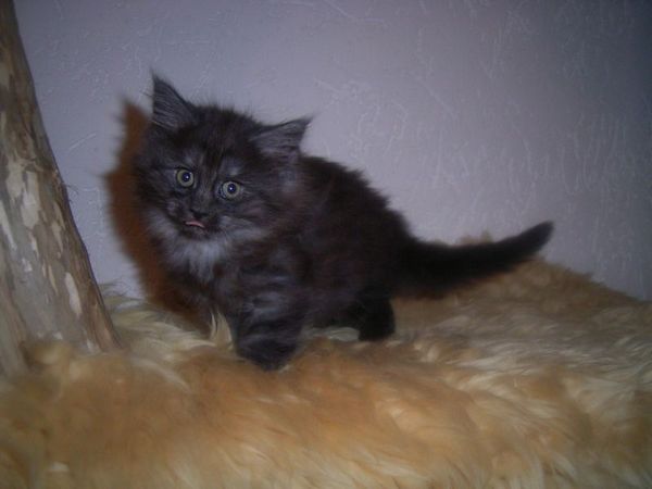 Undercover-Coon´s Curly-Sue Bild 58