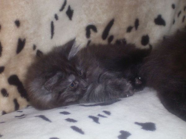 Undercover-Coon´s Curly-Sue Bild 63