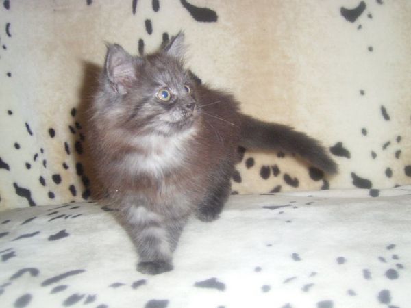 Undercover-Coon´s Curly-Sue Bild 67