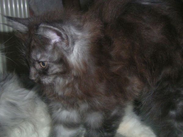 Undercover-Coon´s Curly-Sue Bild 75