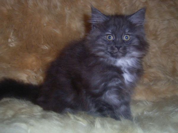 Undercover-Coon´s Curly-Sue Bild 78