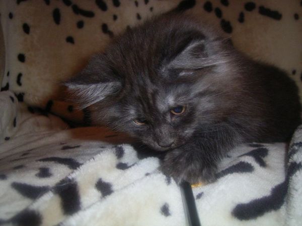 Undercover-Coon´s Curly-Sue Bild 84