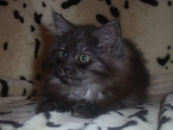Undercover-Coon´s Curly-Sue Bild 86