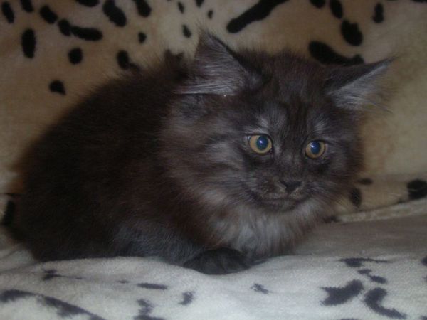 Undercover-Coon´s Curly-Sue Bild 88