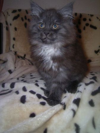 Undercover-Coon´s Curly-Sue Bild 92