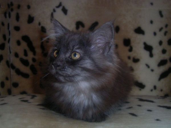 Undercover-Coon´s Curly-Sue Bild 97