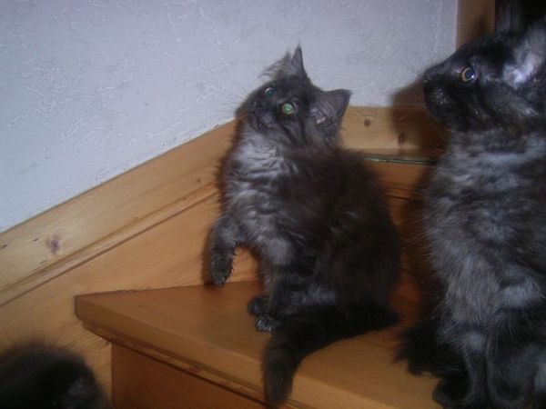 Undercover-Coon´s Curly-Sue Bild 107