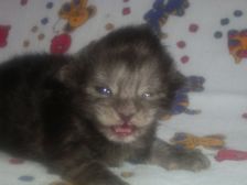 Curly-Sue am 03.12.2006 Bild 3 Curly-Sue am 03.12.2006 Bild 3