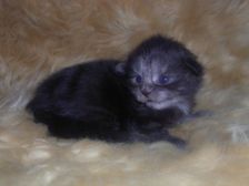 Curly-Sue am 10.12.2006 Bild 4 Curly-Sue am 10.12.2006 Bild 4