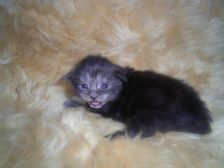 Curly-Sue am 10.12.2006 Bild 6 Curly-Sue am 10.12.2006 Bild 6