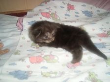 Curly-Sue am 17.12.2006 Bild 11 Curly-Sue am 17.12.2006 Bild 11