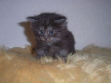 Curly-Sue am 31.12.2006 Bild 24 Curly-Sue am 31.12.2006 Bild 24