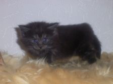 Curly-Sue am 31.12.2006 Bild 25 Curly-Sue am 31.12.2006 Bild 25