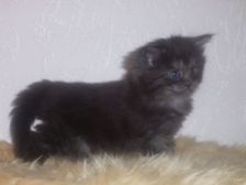 Curly-Sue am 31.12.2006 Bild 28 Curly-Sue am 31.12.2006 Bild 28