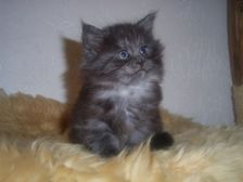 Curly-Sue am 07.01.2007 Bild 32 Curly-Sue am 07.01.2007 Bild 32