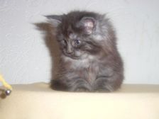 Curly-Sue am 14.01.2007 Bild 36 Curly-Sue am 14.01.2007 Bild 36