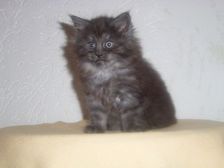 Curly-Sue am 14.01.2007 Bild 37 Curly-Sue am 14.01.2007 Bild 37