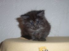 Curly-Sue am 14.01.2007 Bild 42 Curly-Sue am 14.01.2007 Bild 42