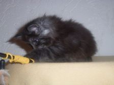 Curly-Sue am 14.01.2007 Bild 43 Curly-Sue am 14.01.2007 Bild 43