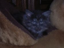 Curly-Sue am 19.01.2007 Bild 46 Curly-Sue am 19.01.2007 Bild 46