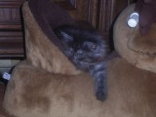 Curly-Sue am 19.01.2007 Bild 47 Curly-Sue am 19.01.2007 Bild 47