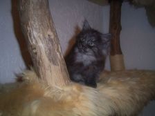 Curly-Sue am 21.01.2007 Bild 49 Curly-Sue am 21.01.2007 Bild 49