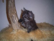 Curly-Sue am 21.01.2007 Bild 50 Curly-Sue am 21.01.2007 Bild 50