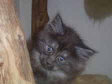 Curly-Sue am 21.01.2007 Bild 56 Curly-Sue am 21.01.2007 Bild 56