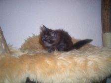 Curly-Sue am 21.01.2007 Bild 59 Curly-Sue am 21.01.2007 Bild 59