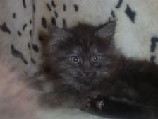 Curly-Sue am 28.01.2007 Bild 62 Curly-Sue am 28.01.2007 Bild 62